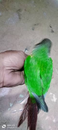 green conure healthy and active mashallah full hand tame 0