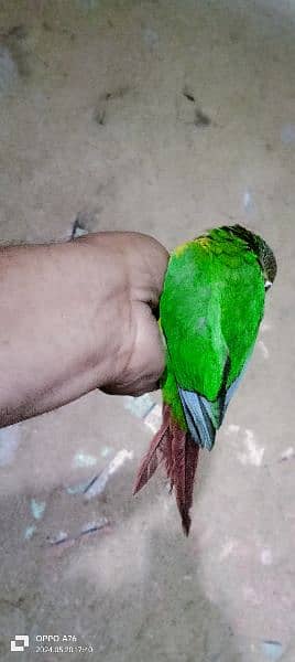 green conure healthy and active mashallah full hand tame 4