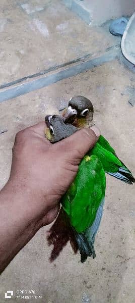 green conure healthy and active mashallah full hand tame 8