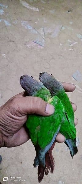 green conure healthy and active mashallah full hand tame 10