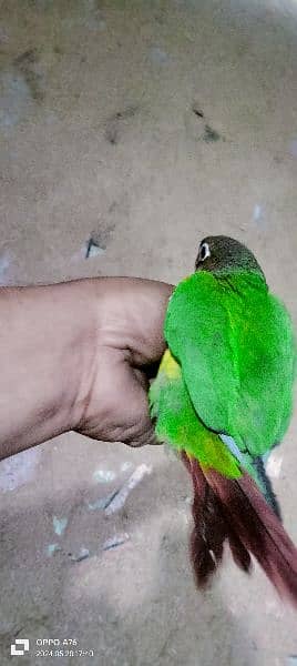 green conure healthy and active mashallah full hand tame 13