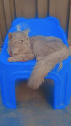 Blue Persian Cat Name is Baffee 0