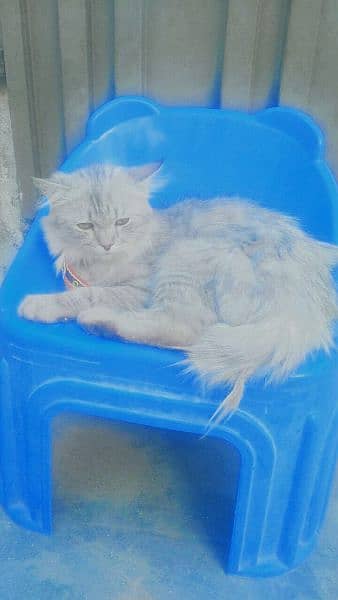Blue Persian Cat Name is Baffee 1