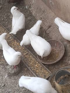King pigeons for sale.