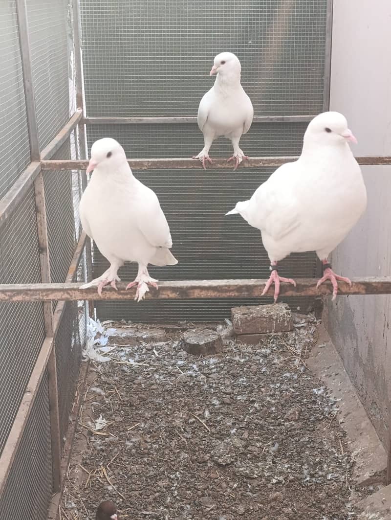 King pigeons for sale. 1