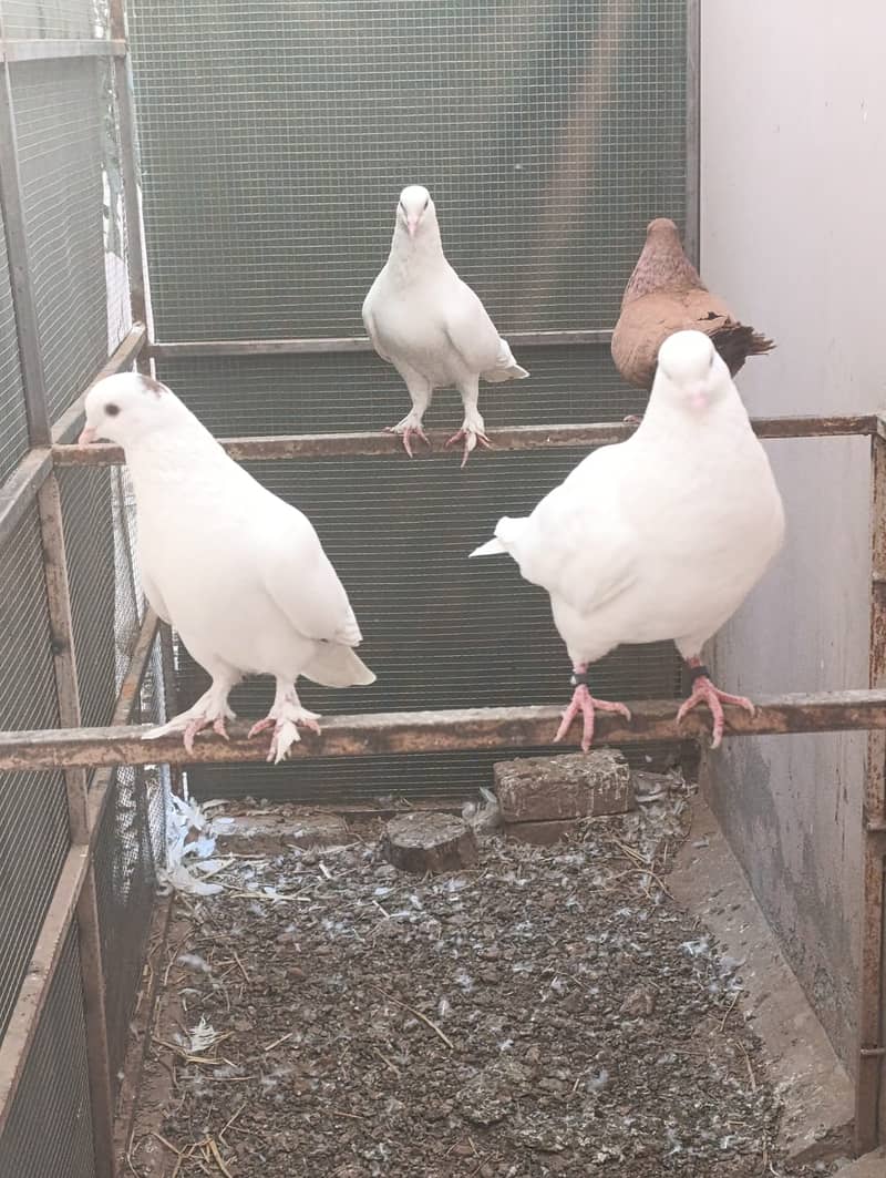 King pigeons for sale. 2