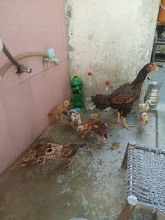 Aseel chicks for sale ( 8 )