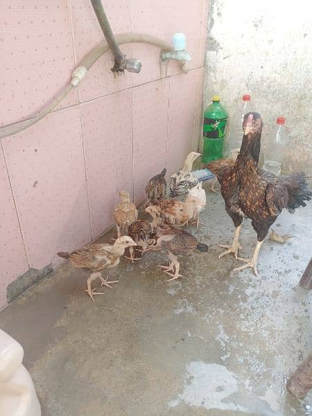 Aseel chicks for sale ( 8 ) 2