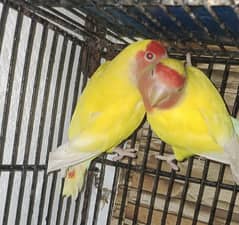 Love Birds Beautiful Parrots Yellow Colour Common Lutino Red Eyes Pair