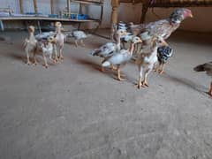 Full Aseel Chick's  2k per Chick whatsapp 03089390591