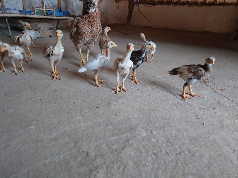 Full Aseel Chick's  2k per Chick whatsapp 03089390591 1