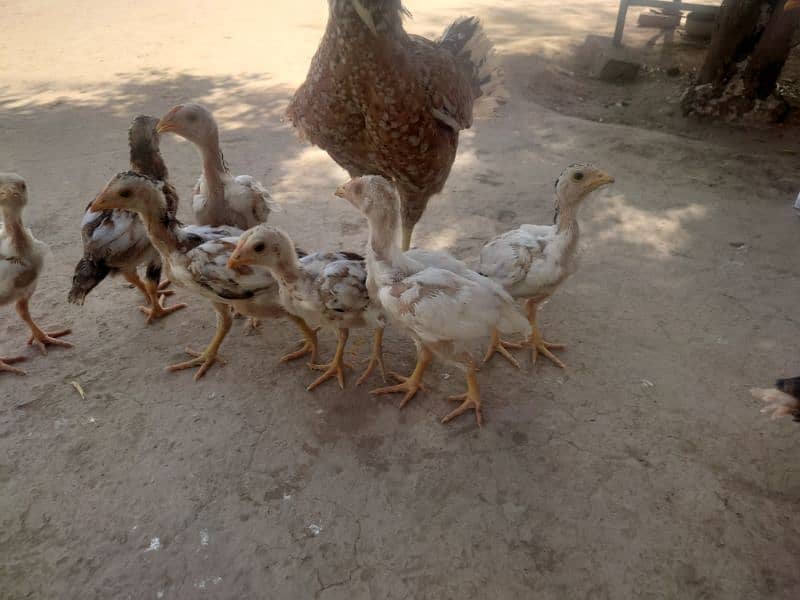 Full Aseel Chick's  2k per Chick whatsapp 03089390591 2