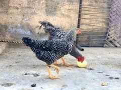 Play-Mouth chickens, Fancy Hen beautiful black Pair , lying eggs