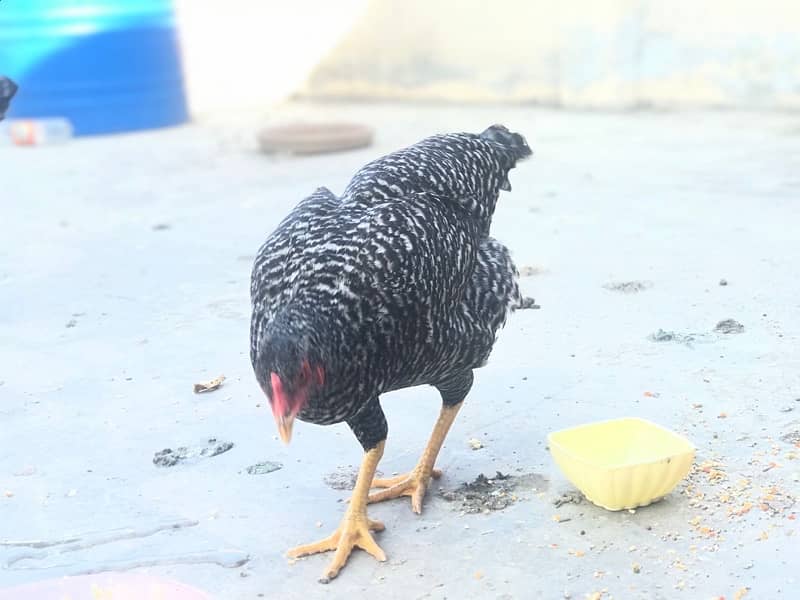 Play-Mouth chickens, Fancy Hen beautiful black Pair , lying eggs 1