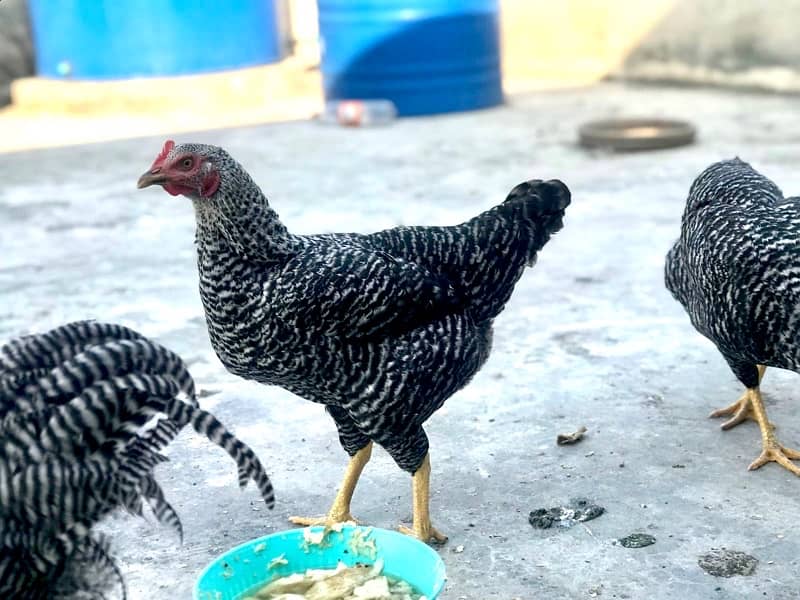 Play-Mouth chickens, Fancy Hen beautiful black Pair , lying eggs 2