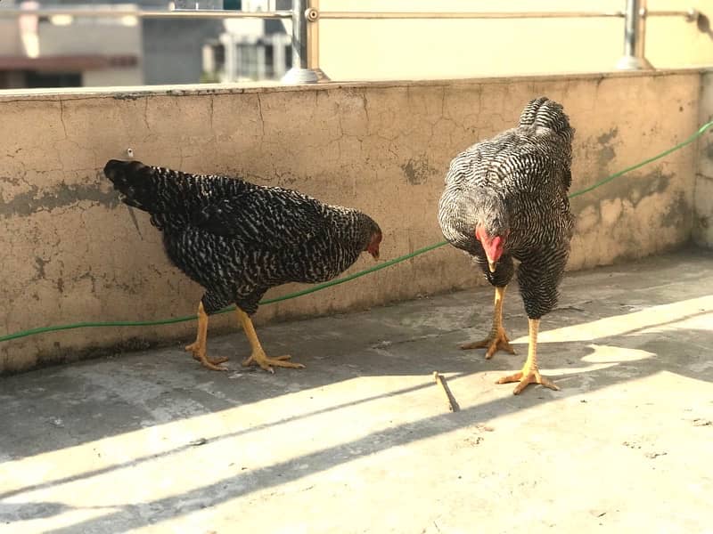 Play-Mouth chickens, Fancy Hen beautiful black Pair , lying eggs 6