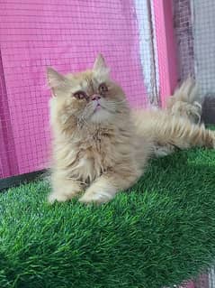 Piki female cat available for sale
