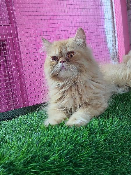 Piki female cat available for sale 1