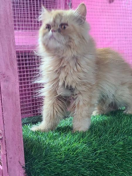 Piki female cat available for sale 2