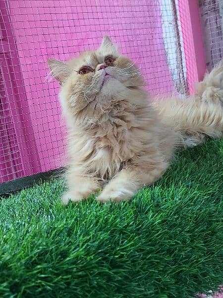 Piki female cat available for sale 3