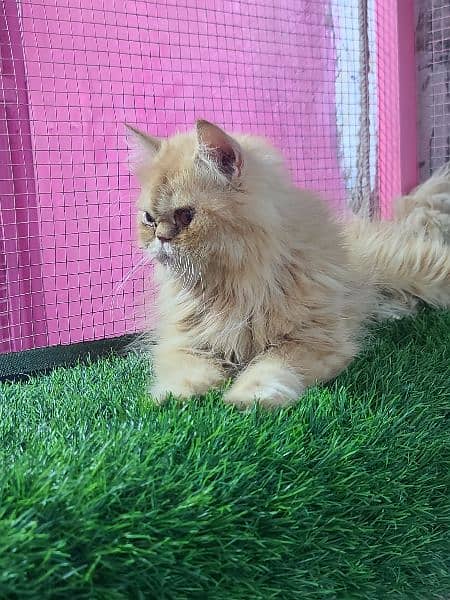 Piki female cat available for sale 4