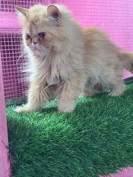 Piki female cat available for sale 5