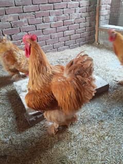 Havey Buff Golden And White Day old Chicks are Available