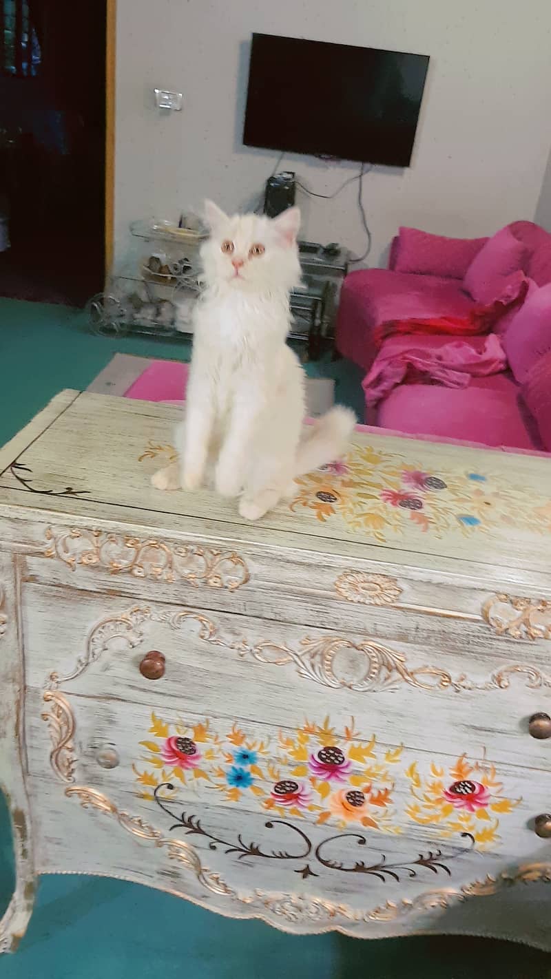 Persian cats for sale 0