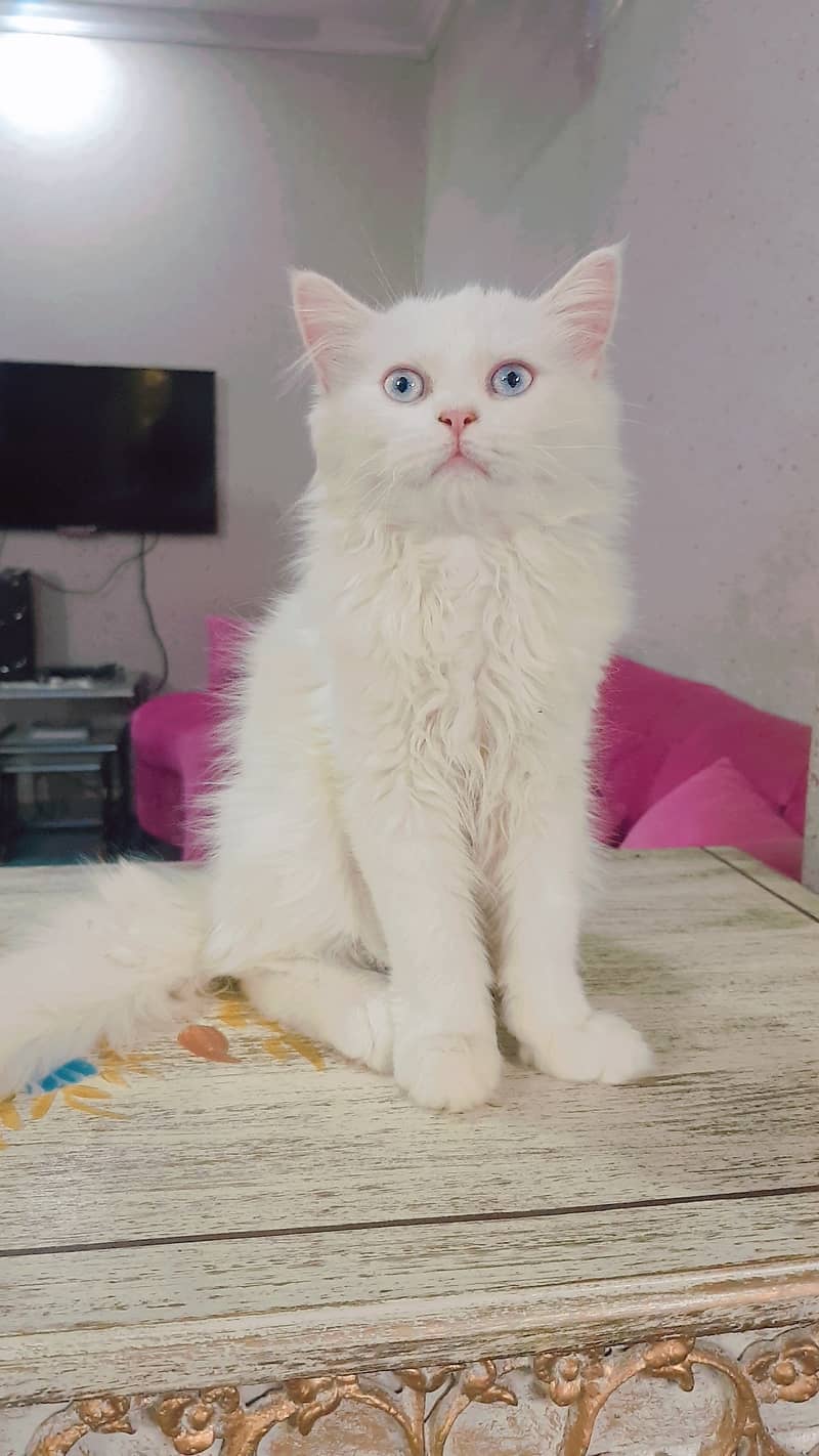 Persian cats for sale 5