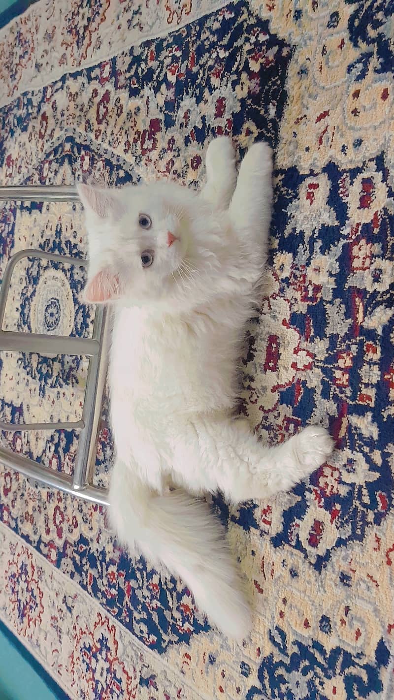 Persian cats for sale 8