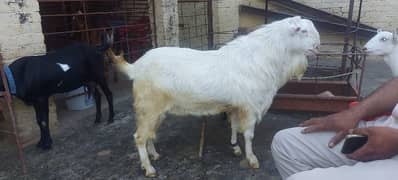 good and healthy bakra use for qurbani or breeder