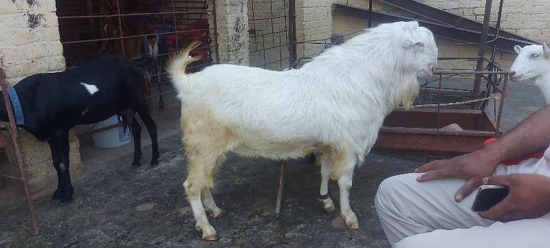 good and healthy bakra use for qurbani or breeder 1