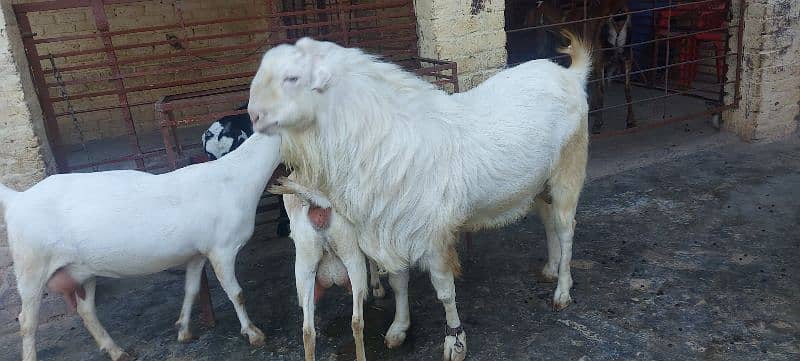 good and healthy bakra use for qurbani or breeder 2
