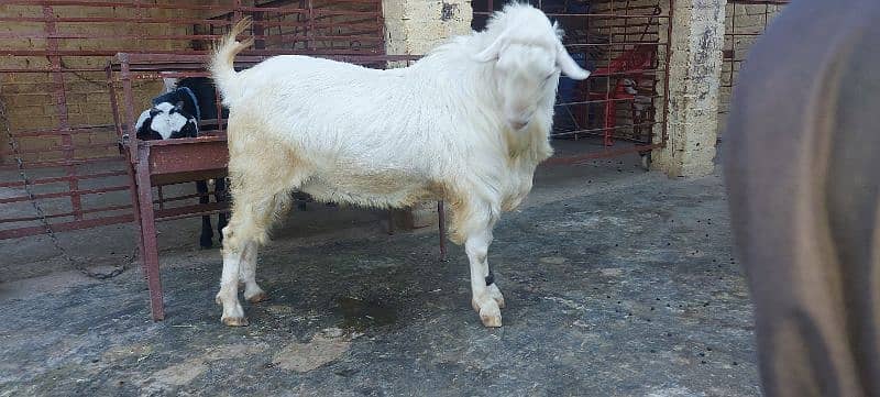 good and healthy bakra use for qurbani or breeder 3