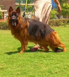 top quality Gsd triple coat male 15 month age for sale