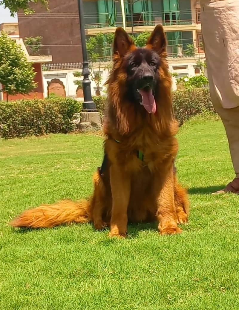 top quality Gsd triple coat male 15 month age for sale 1