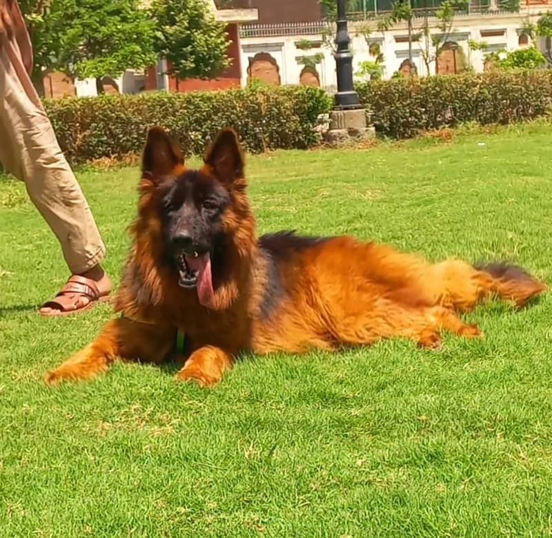 top quality Gsd triple coat male 15 month age for sale 3