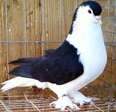 Lahore pigeons for sale