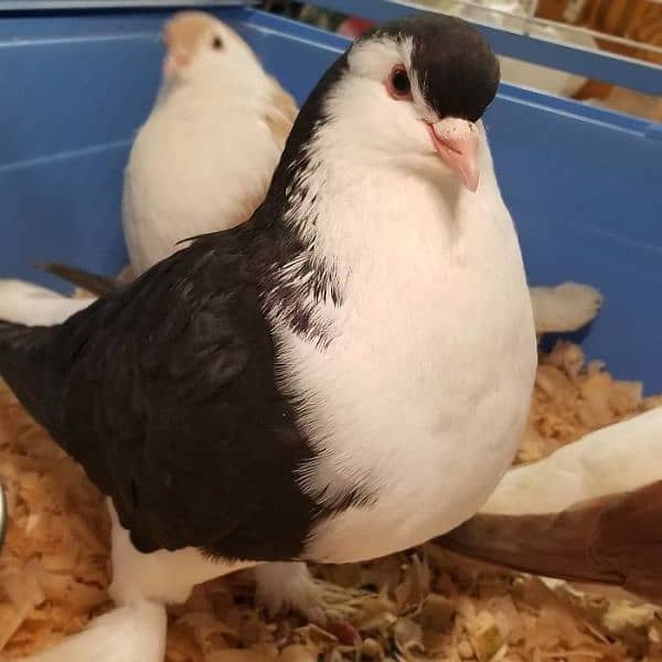 Lahore pigeons for sale 1
