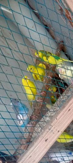 high flay pegion, lakaa pair with parrot's