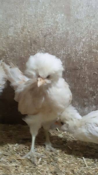 Buff laced polish chicks for sale 7