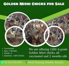 Golden Misri Chiks/300 Per Chick Age(02Months),(08Weeks)