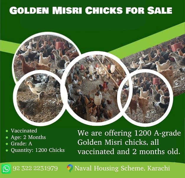 300 Per Chick Age(02Months),(08Weeks) For Sale 0