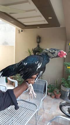 ASEEL MIANWALI ROOSTER FOR SALE