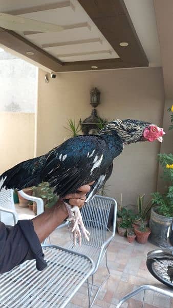 ASEEL MIANWALI ROOSTER FOR SALE 0