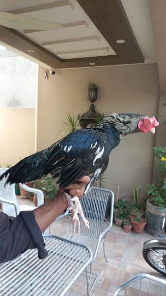 ASEEL MIANWALI ROOSTER FOR SALE 1