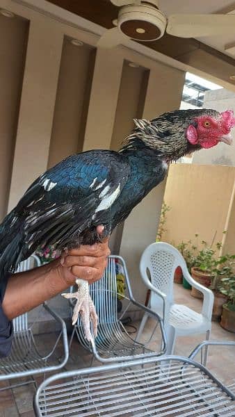ASEEL MIANWALI ROOSTER FOR SALE 2