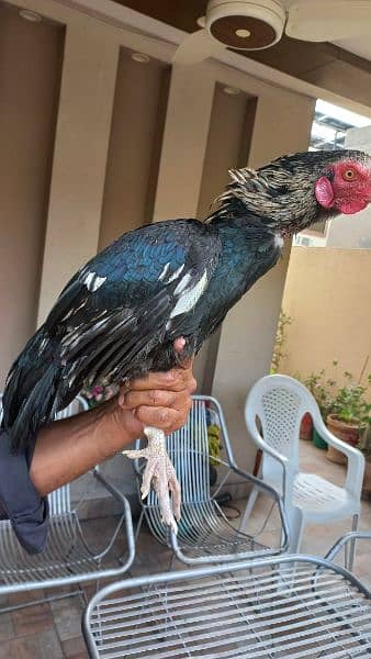 ASEEL MIANWALI ROOSTER FOR SALE 3