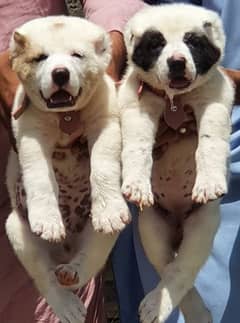 pure Alabai pair male&Female age 2months for sale cargo available