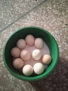 asel eggs for sale(10)